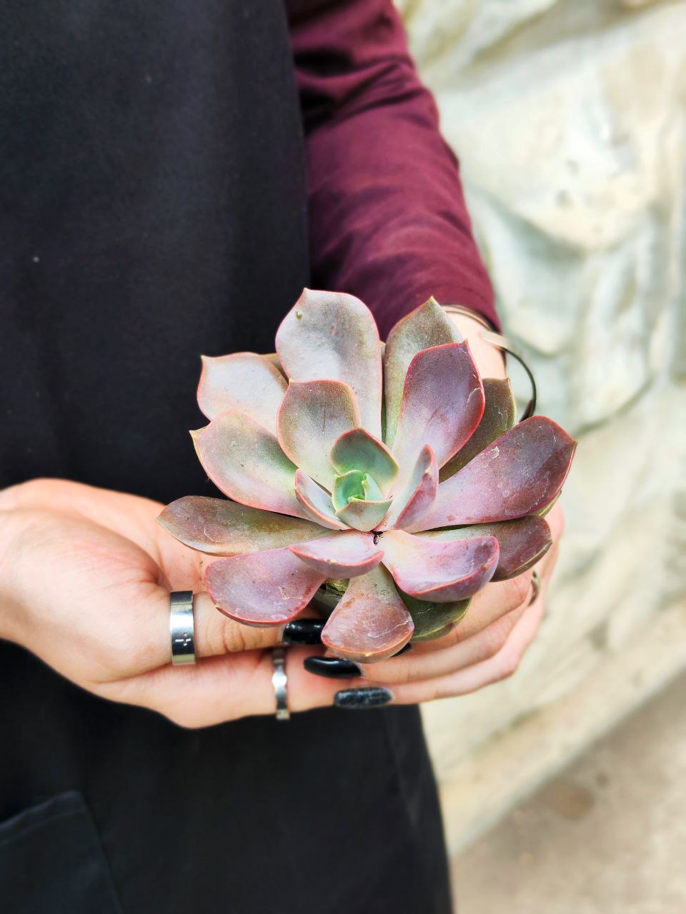Эхеверия Нина (Echeveria Nina) D5см