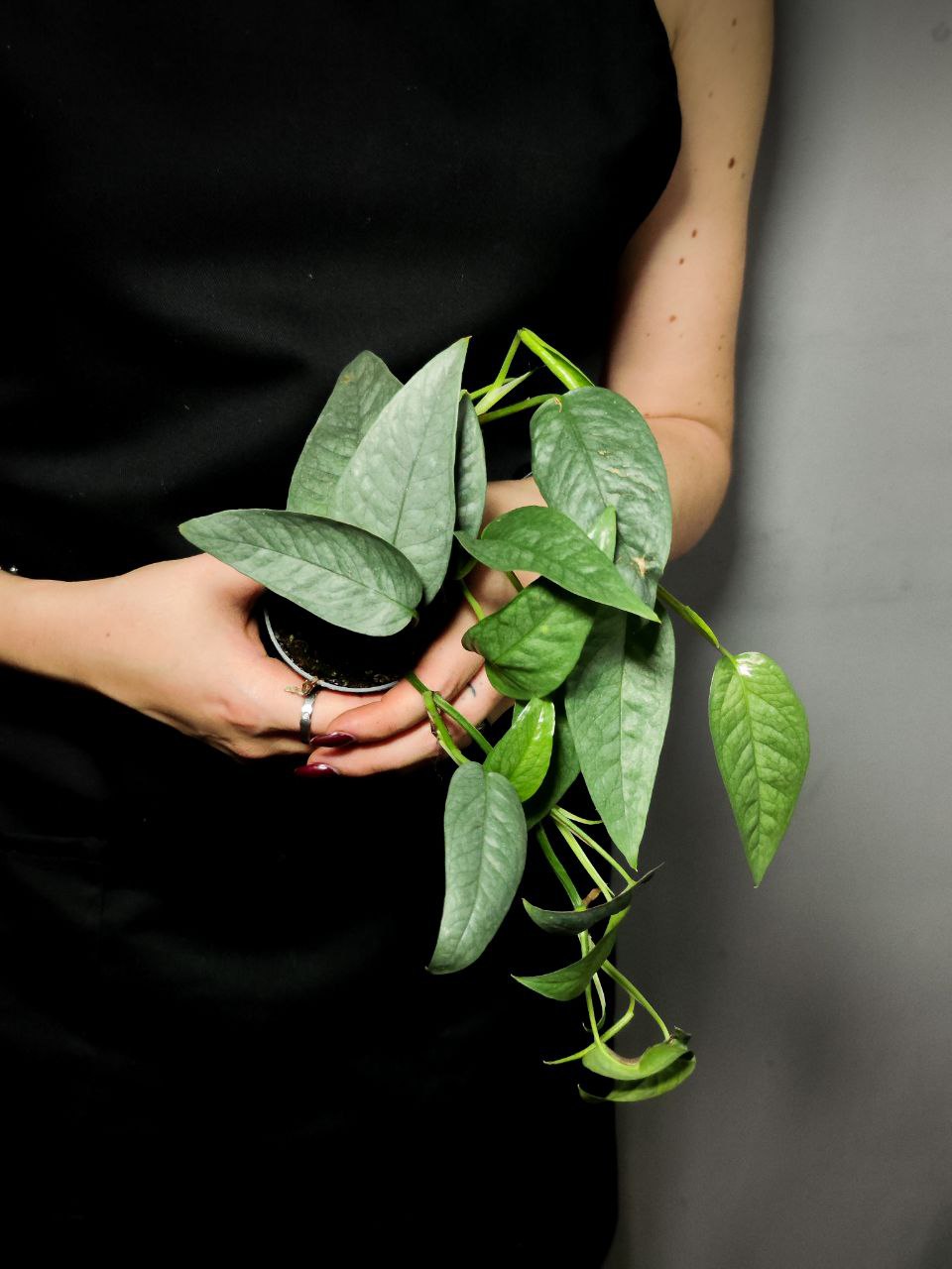 Эпипремнум Себу Блю (Epipremnum Pinnatum Cebu Blue) D6см