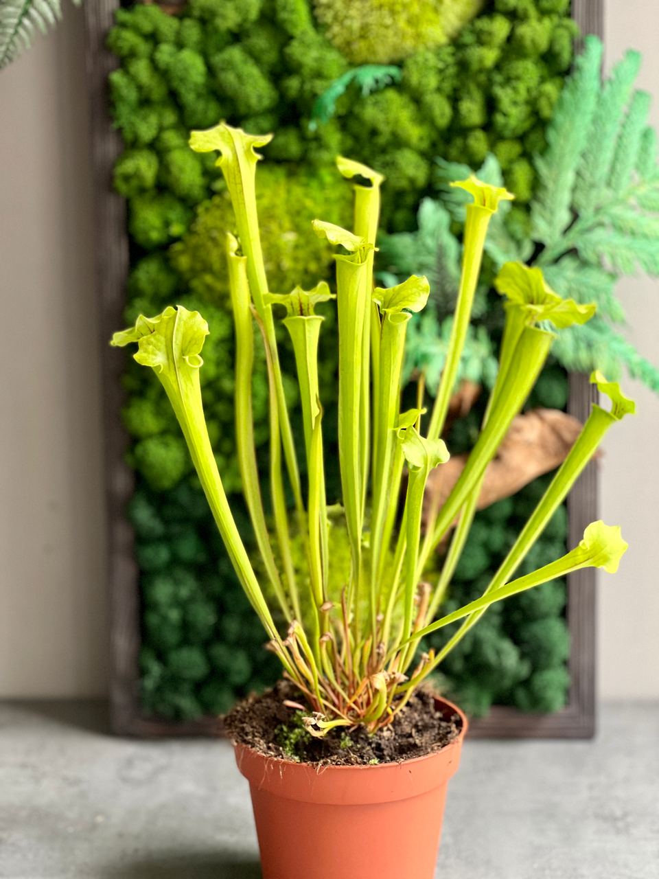 Саррацения Флава (Sarracenia Flava) D12см