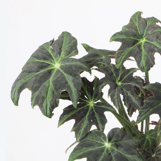 Бегония Борщевиколистная Нигриканс (Begonia Heracleifolia var. Nigricans) D12см