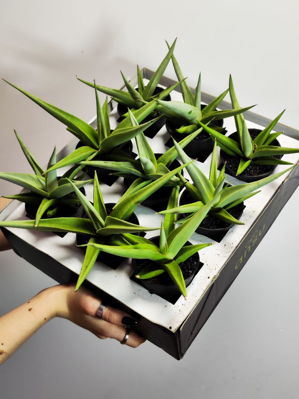 Сансевиерия Комета Пастель Грей (Sansevieria Comet Pastel Grey) D7,5см