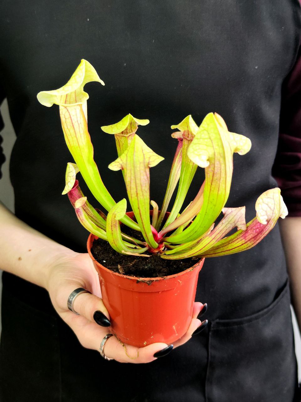 Саррацения Эва (Sarracenia Eva) D9см