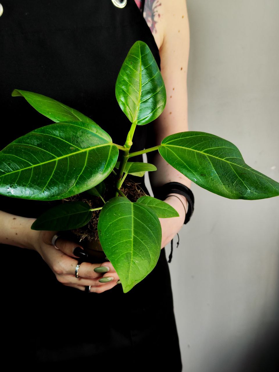 Фикус Альтиссима (Ficus Altissima) D11см
