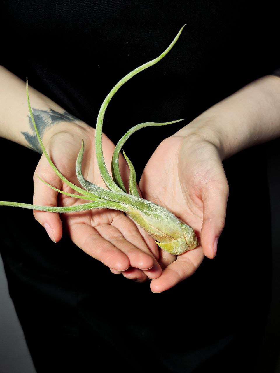 Тилландсия Голова Медузы Большая (Tillandsia Caput Medusae Magnus)