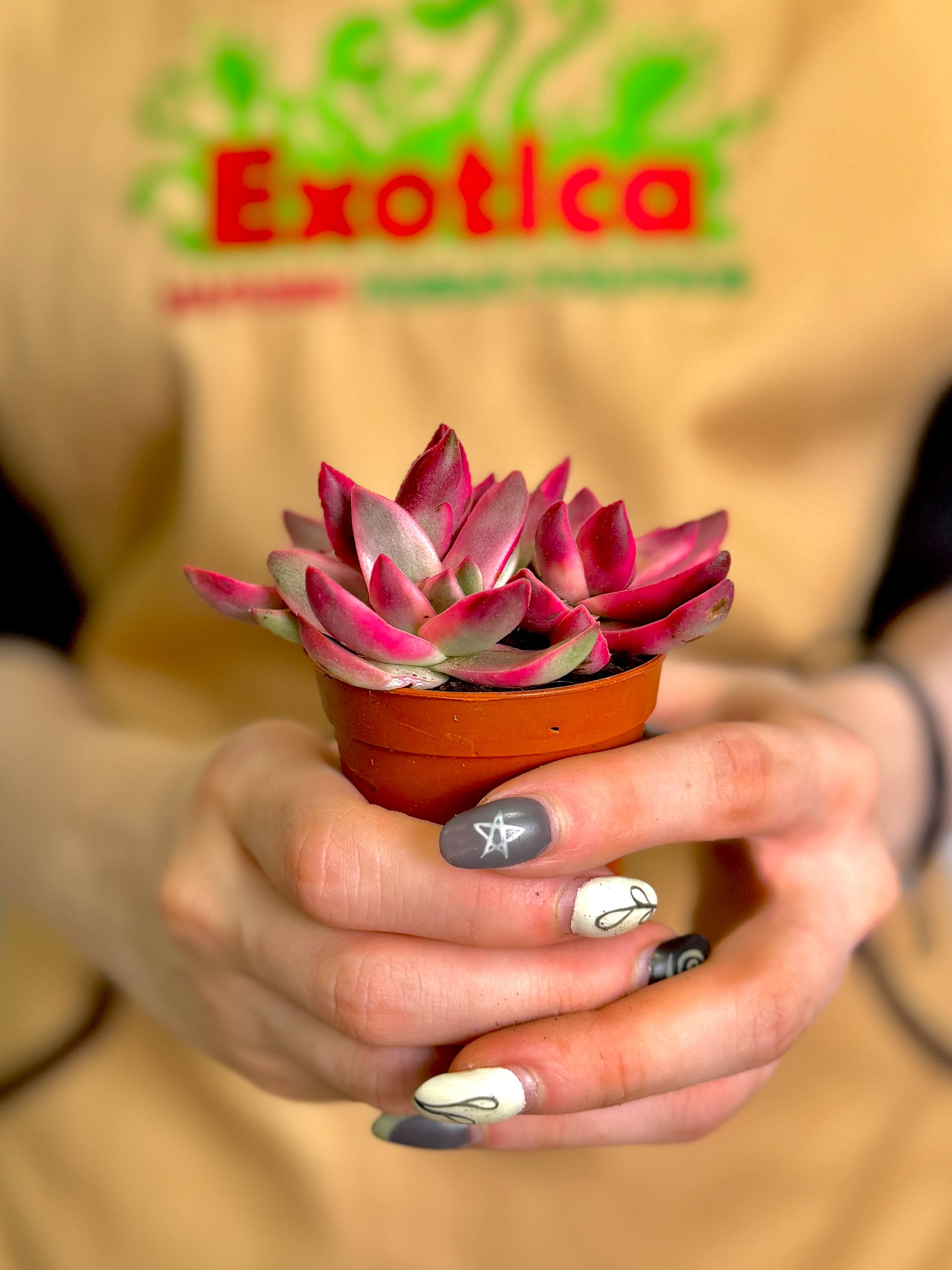 Крассула Рубрикаулис (Crassula Rubricaulis) D5см