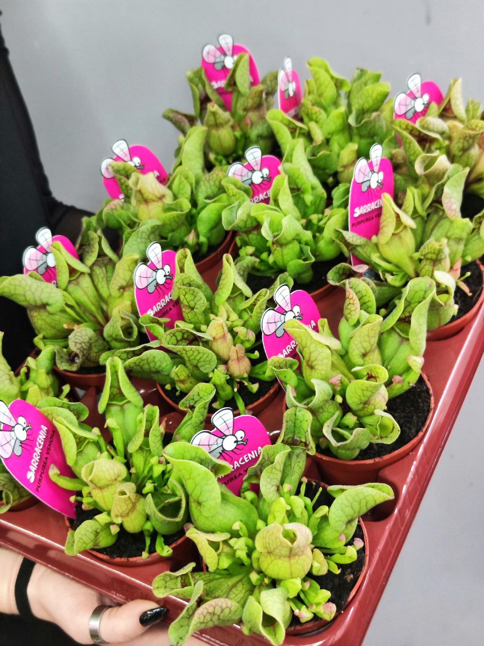 Саррацения Веноза Зеленая (Sarracenia Venosa Green) D9см