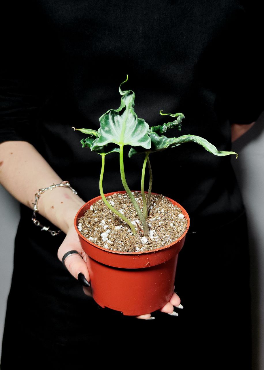 Алоказия Локо (Alocasia Loco) D12см