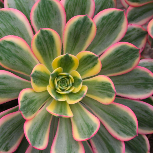Эониум Старберст (Aeonium Starburst) D8,5см