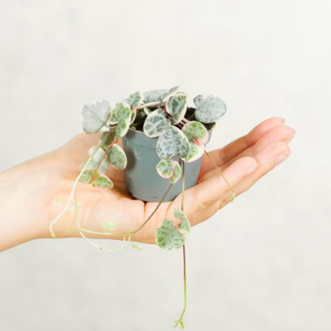 Церопегия Вуда Вариегатная (Ceropegia Woodii Variegata) D6см