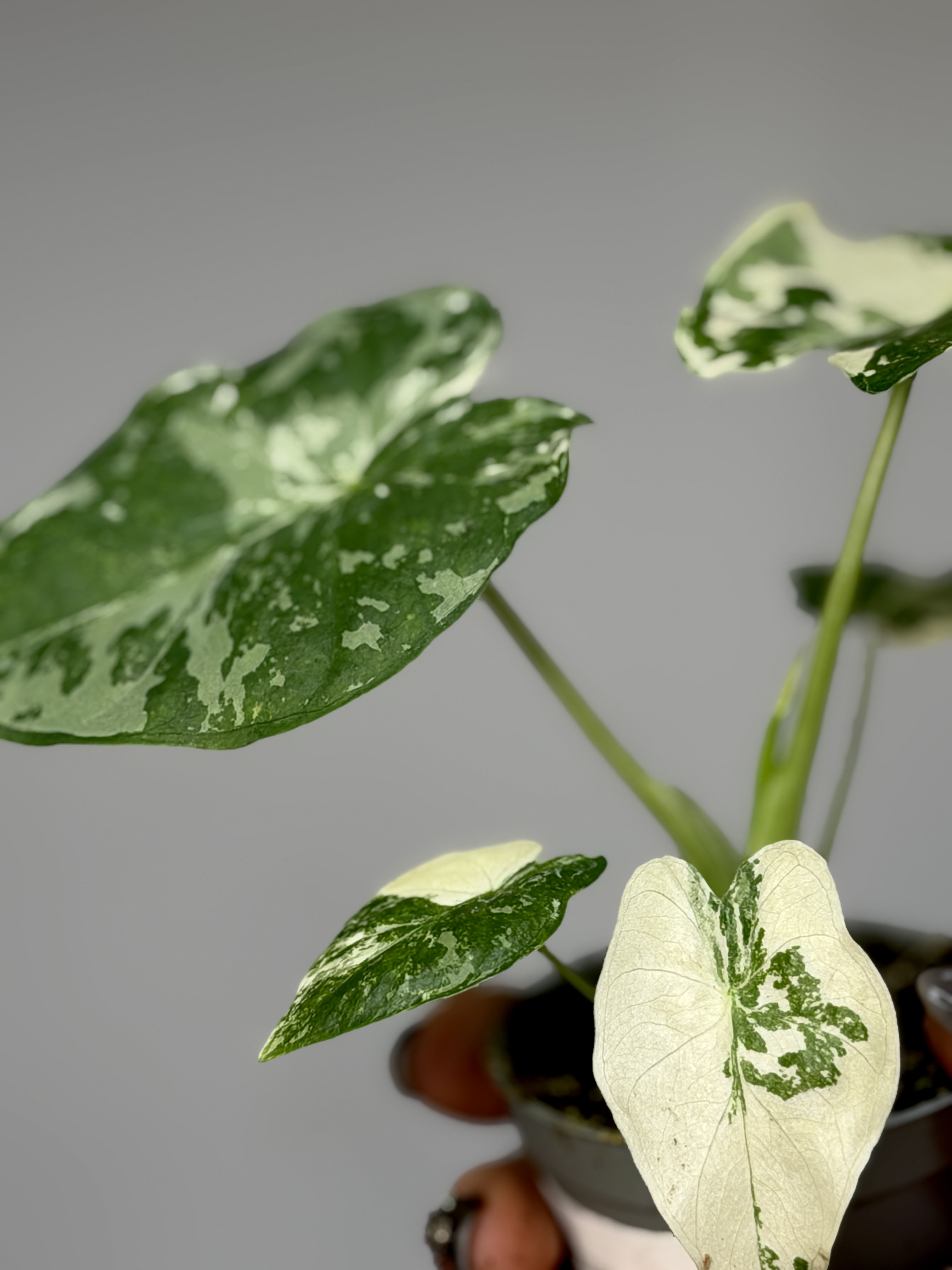 Алоказия Гагеана Альба Вариегатная (Alocasia Gageana Albo Variegata) D6см