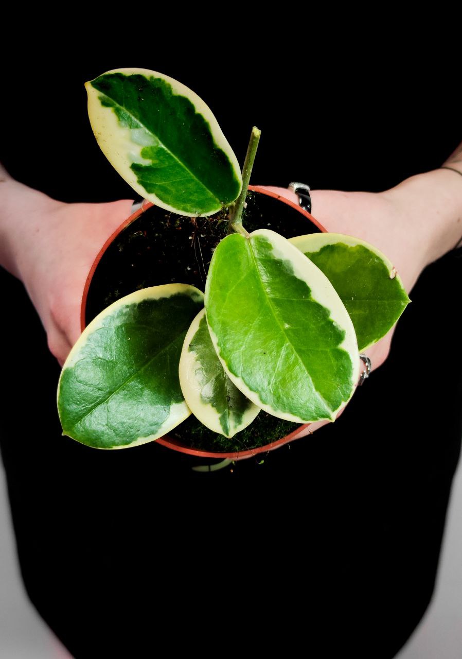 Хойя Аустралис Блонди (Hoya Australis Blondie) D10см