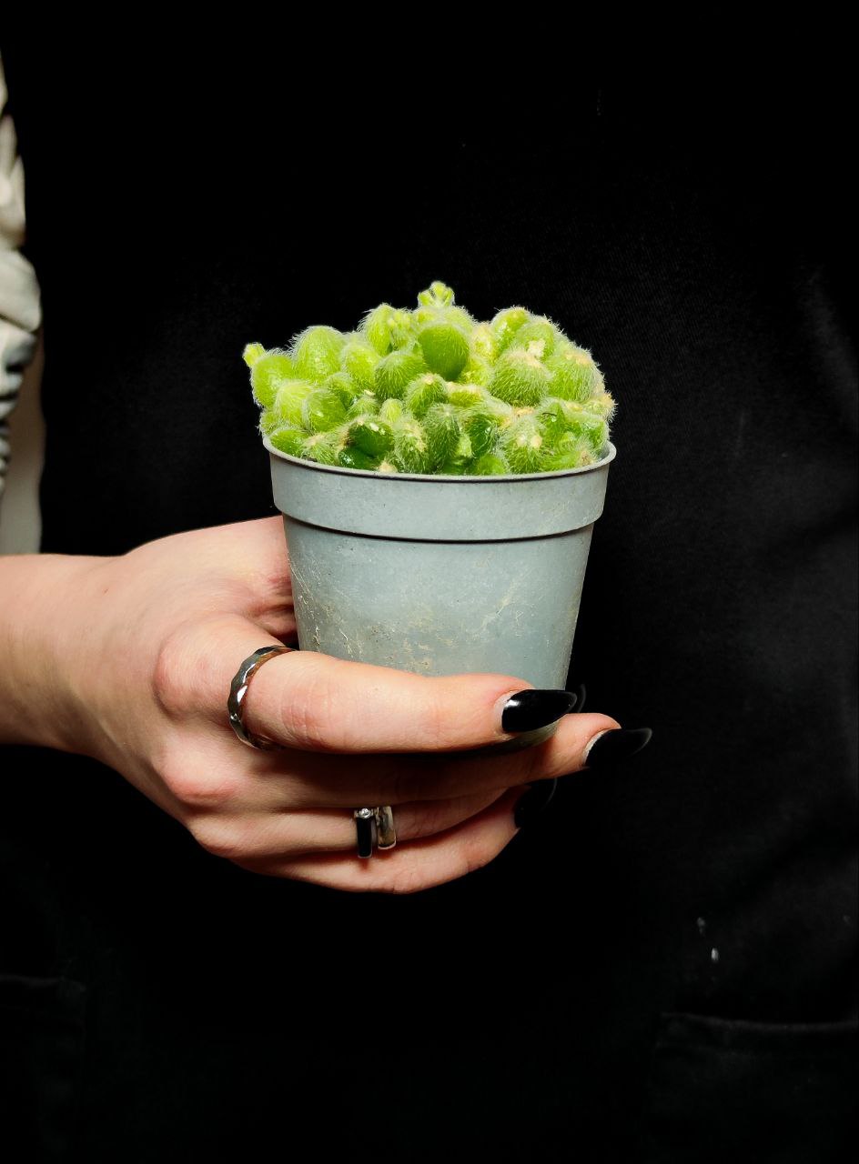 Седум Хинтони (Sedum Hintonii) D6,5см