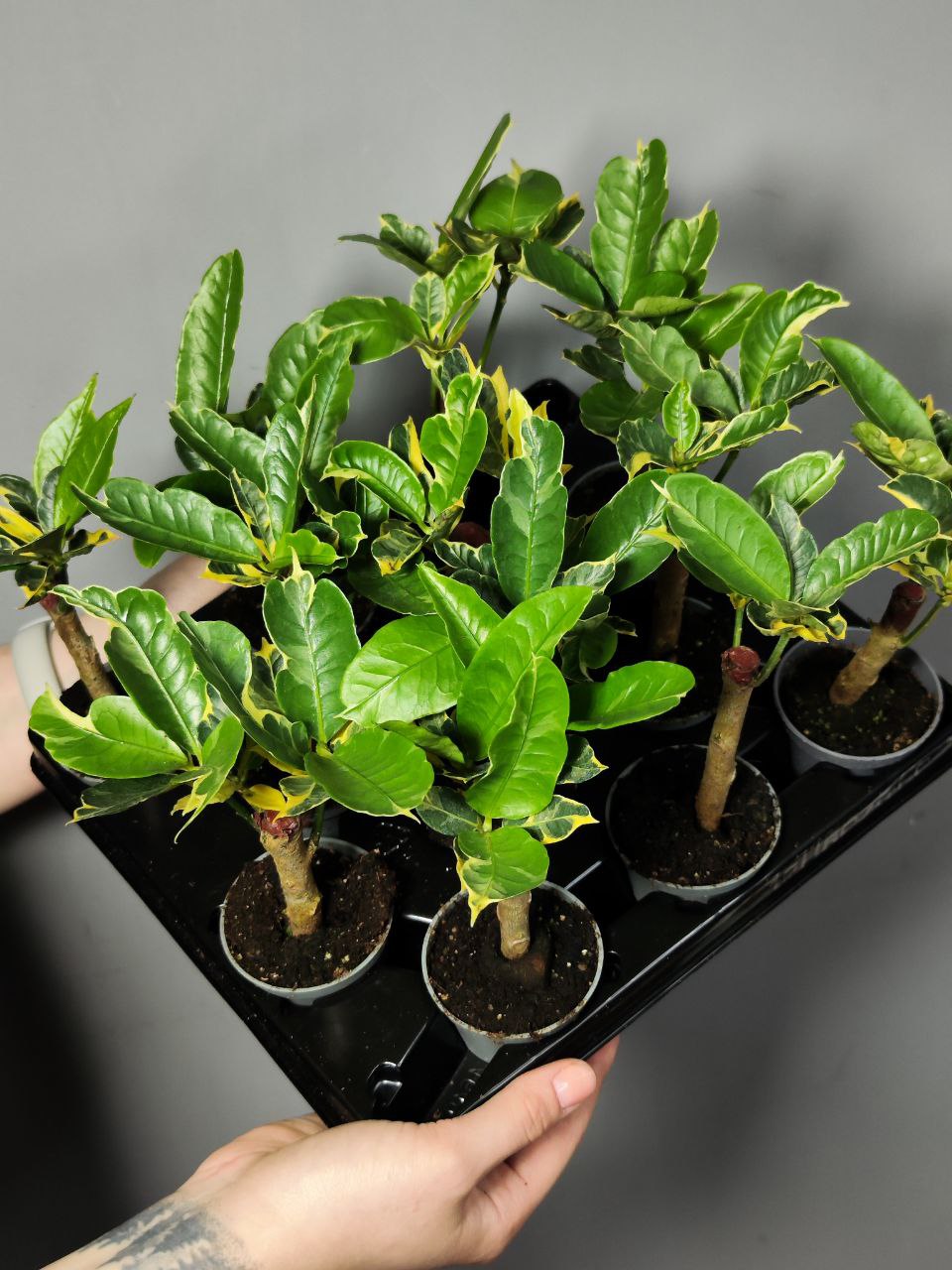 Кодиеум (Кротон) Эбурнеум (Codiaeum Eburneum) D6см