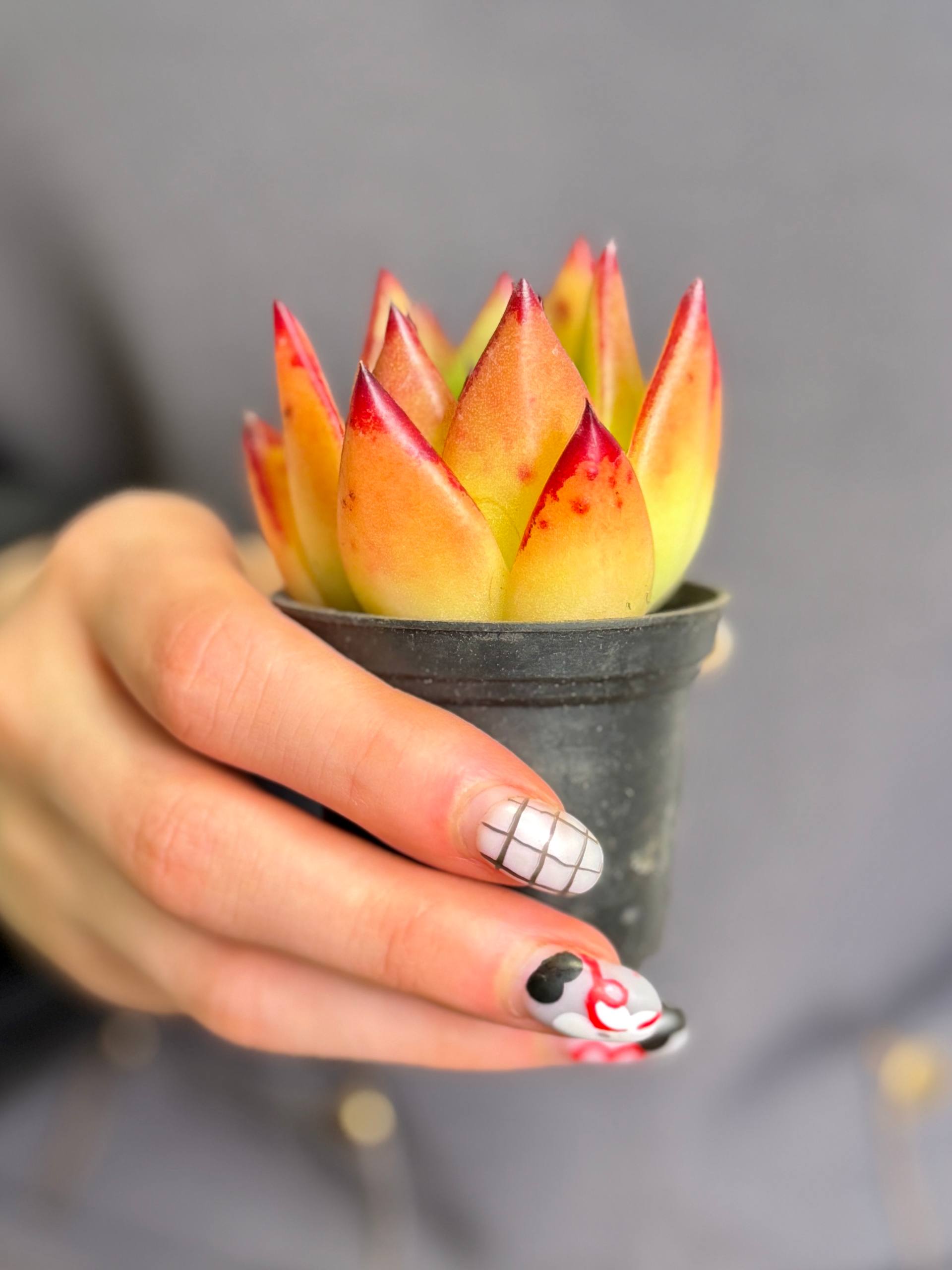 Эхеверия Агавовидная Липстик (Echeveria Agavoides Lipstick) D5см