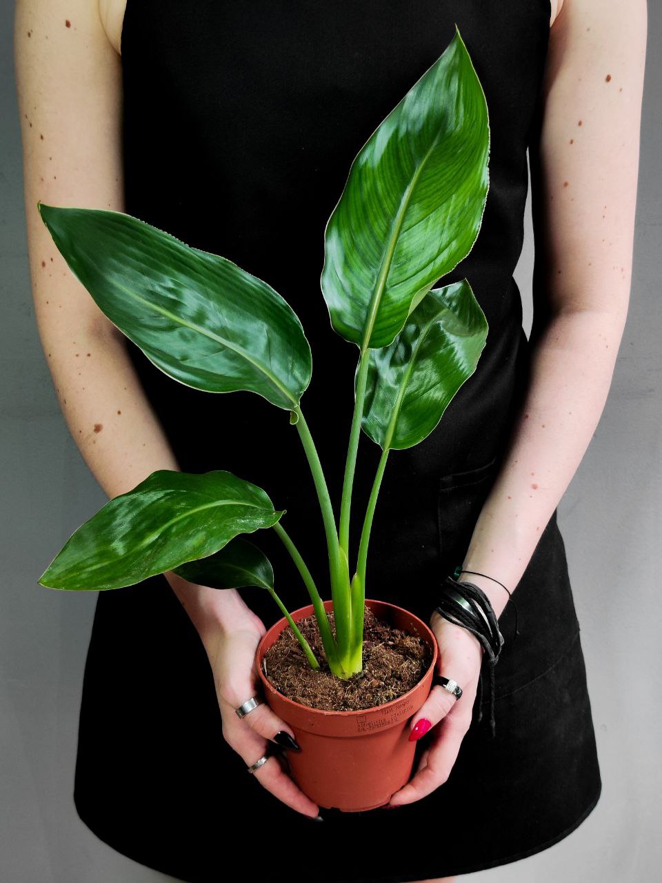 Стрелиция Регина (Strelitzia Reginea) D12см