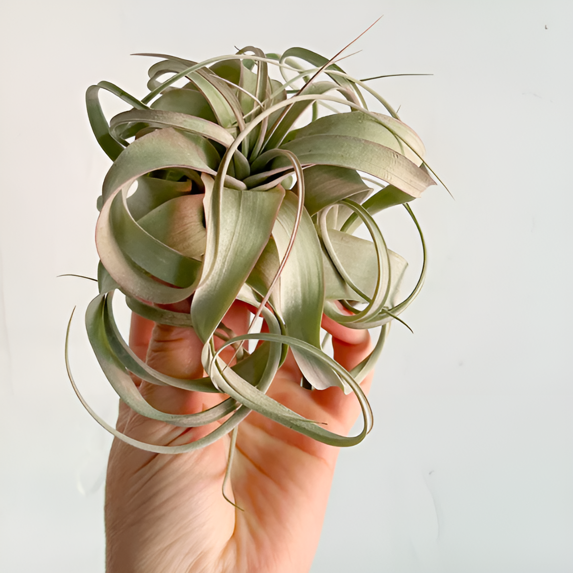 Тилландсия Ксерографика (Tillandsia Xerographica)