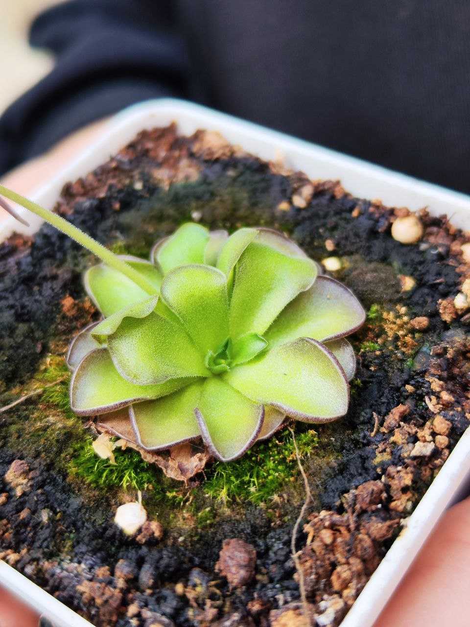 Жирянка Циклосекта (Pinguicula Cyclosecta) D5см