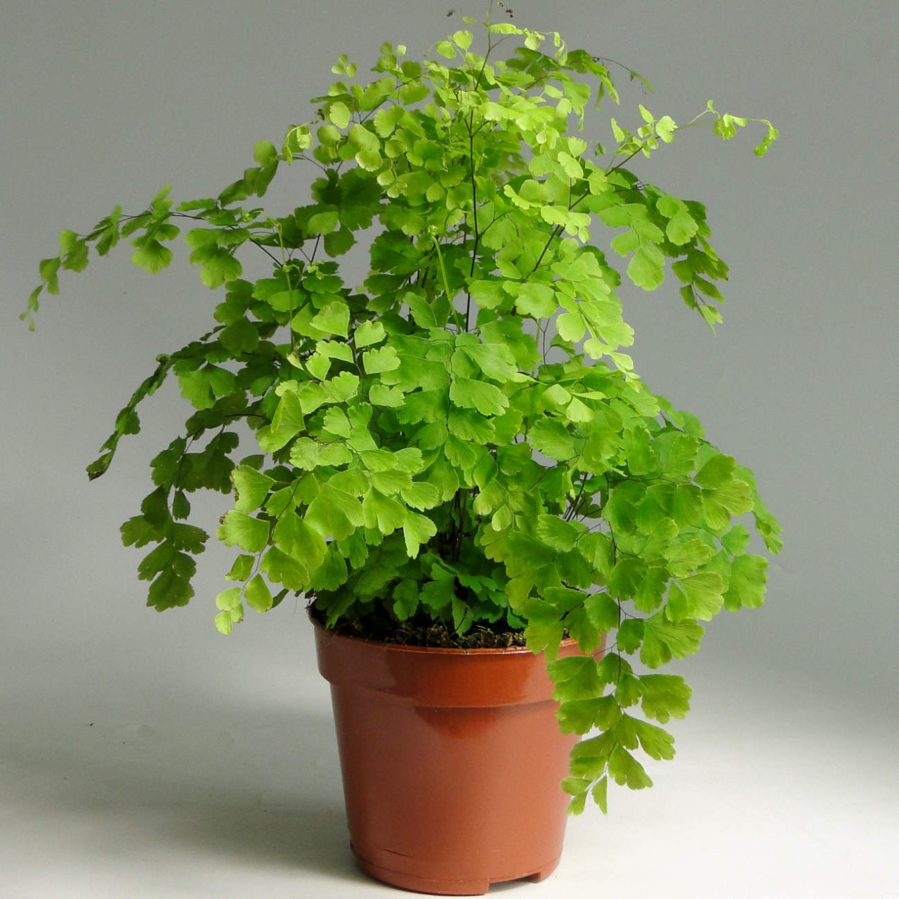 Адиантум Фрагранс, или Курчавый Папоротник (Adiantum Fragrans) D8,5см