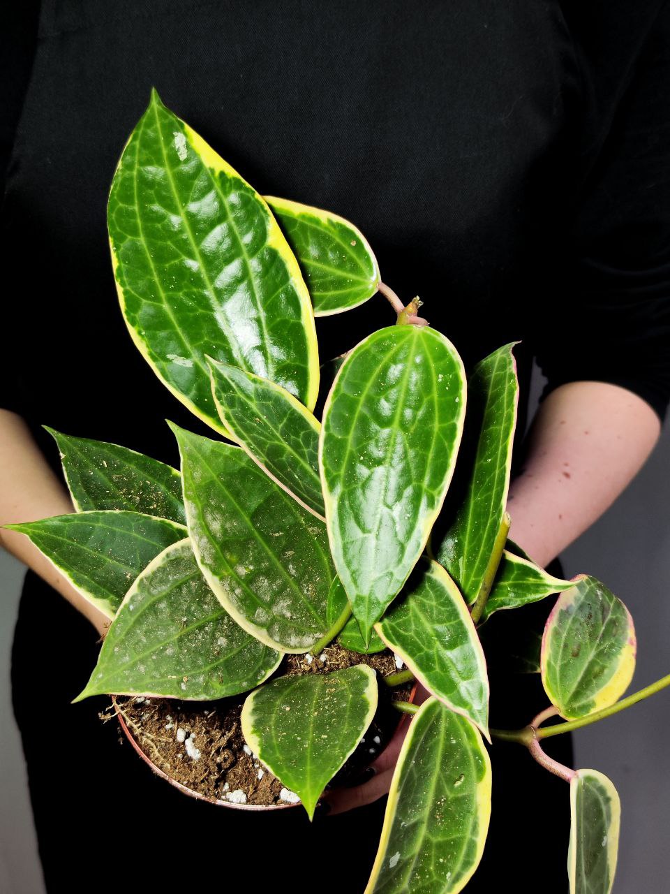 Хойя Макрофилла Альбомаргината (Hoya Macrophylla Albomarginata) D10см
