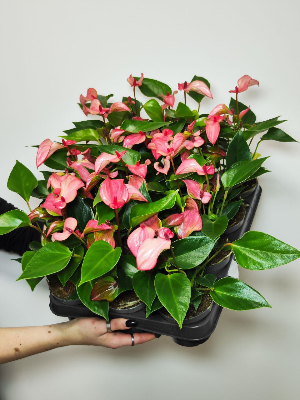 Антуриум Андреанум Перл Матата (Anthurium Andrianum Pearl Matata) D9см
