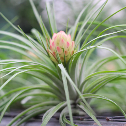 Тилландсия Стрикта XL (Tillandsia Stricta)