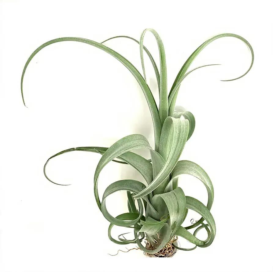 Тилландсия Курли Слим (Tillandsia Сurly Slim)