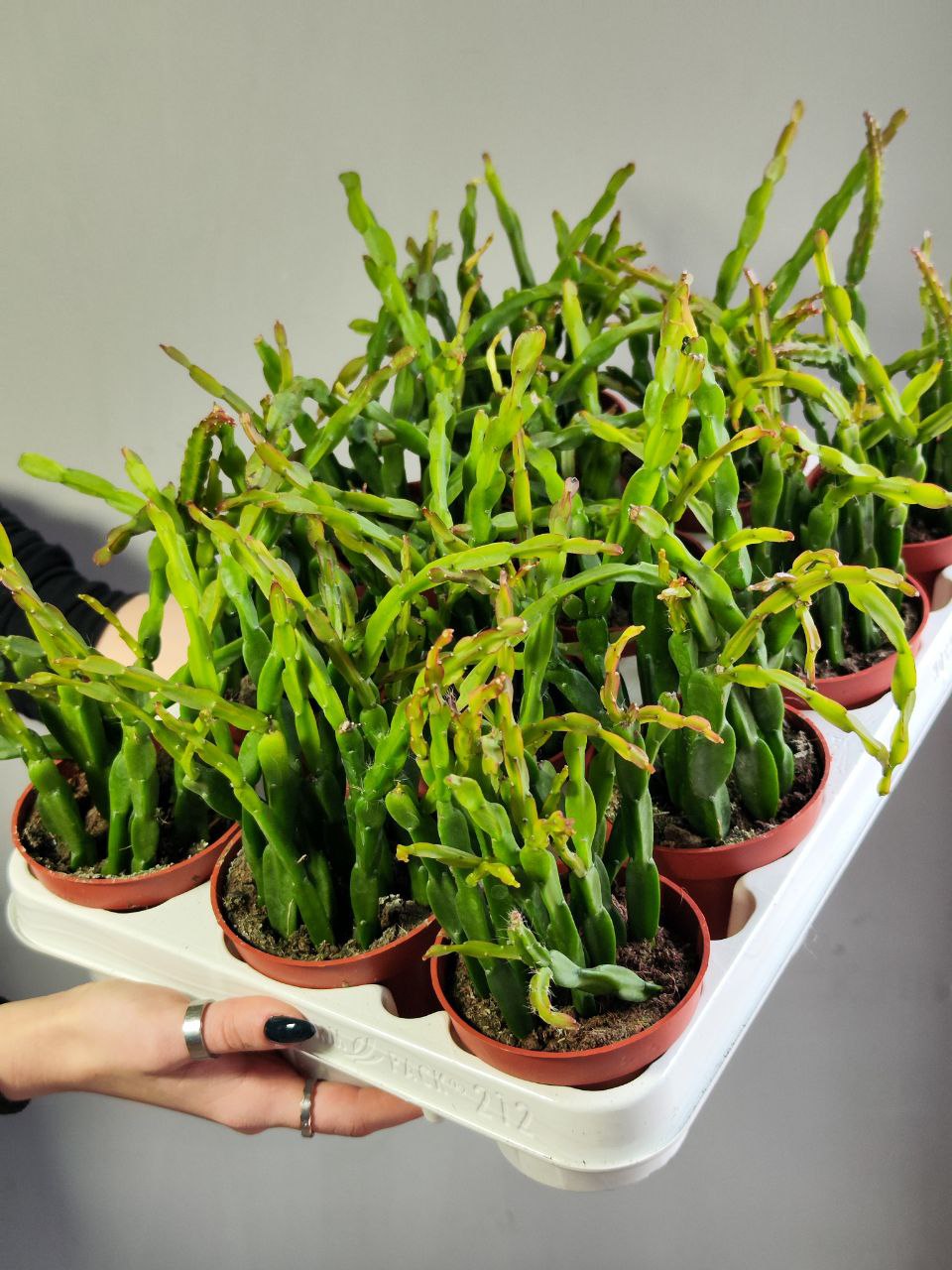 Рипсалис Парадокса (Rhipsalis Paradoxa) D8,5см