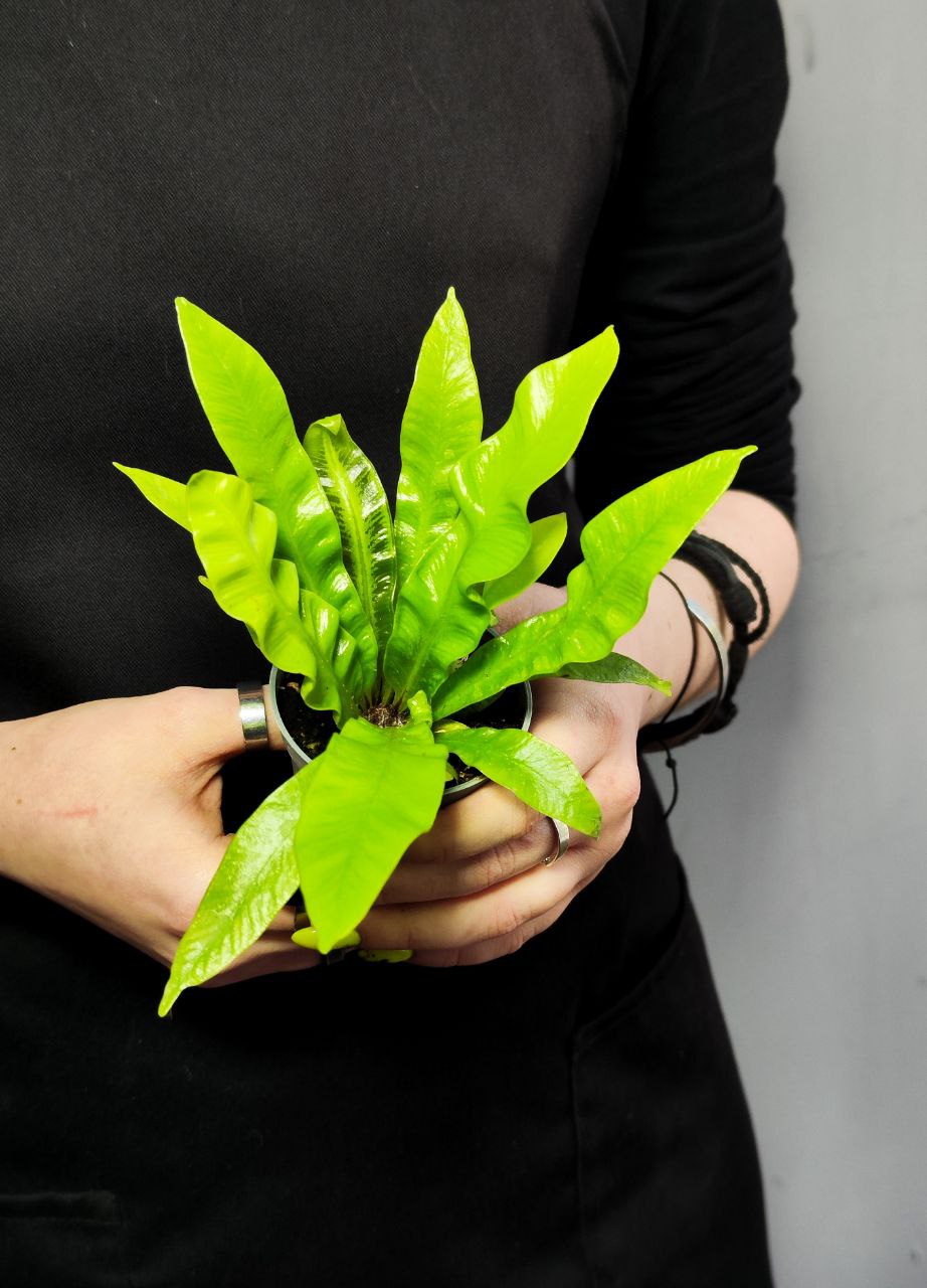 Папоротник Асплениум Криспи Вейв (Asplenium Crispy Wave) D6см