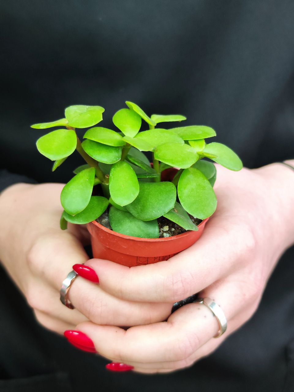 Портулакария Афра (Portulacaria Afra) D5см