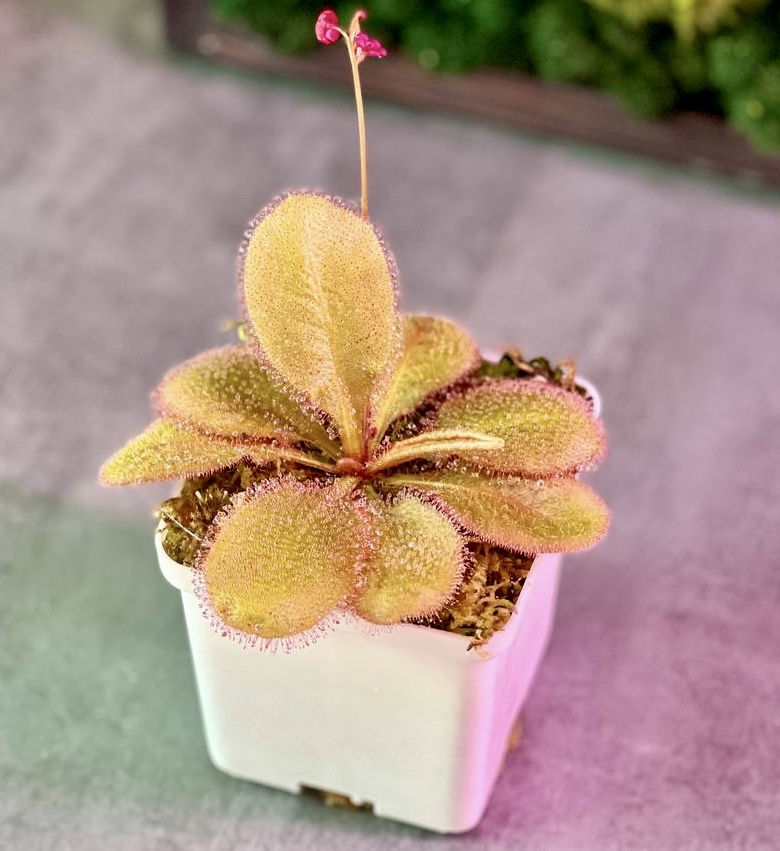 Росянка Андромеда (Drosera Andromeda) D9см