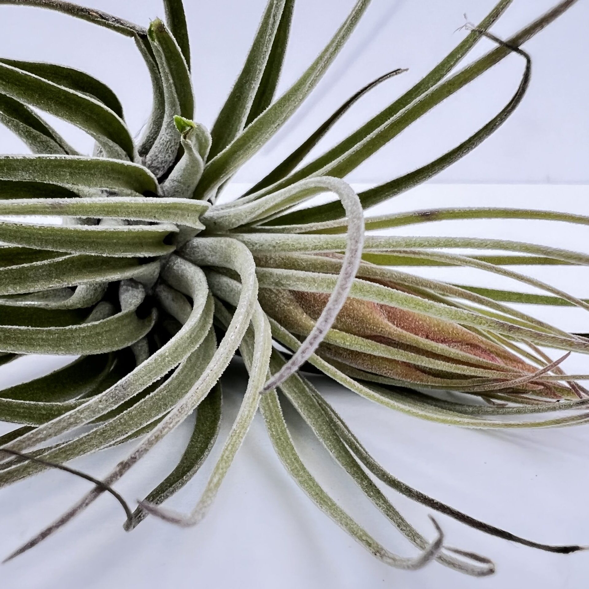 Тилландсия Оаксакана (Tillandsia Oaxacana)