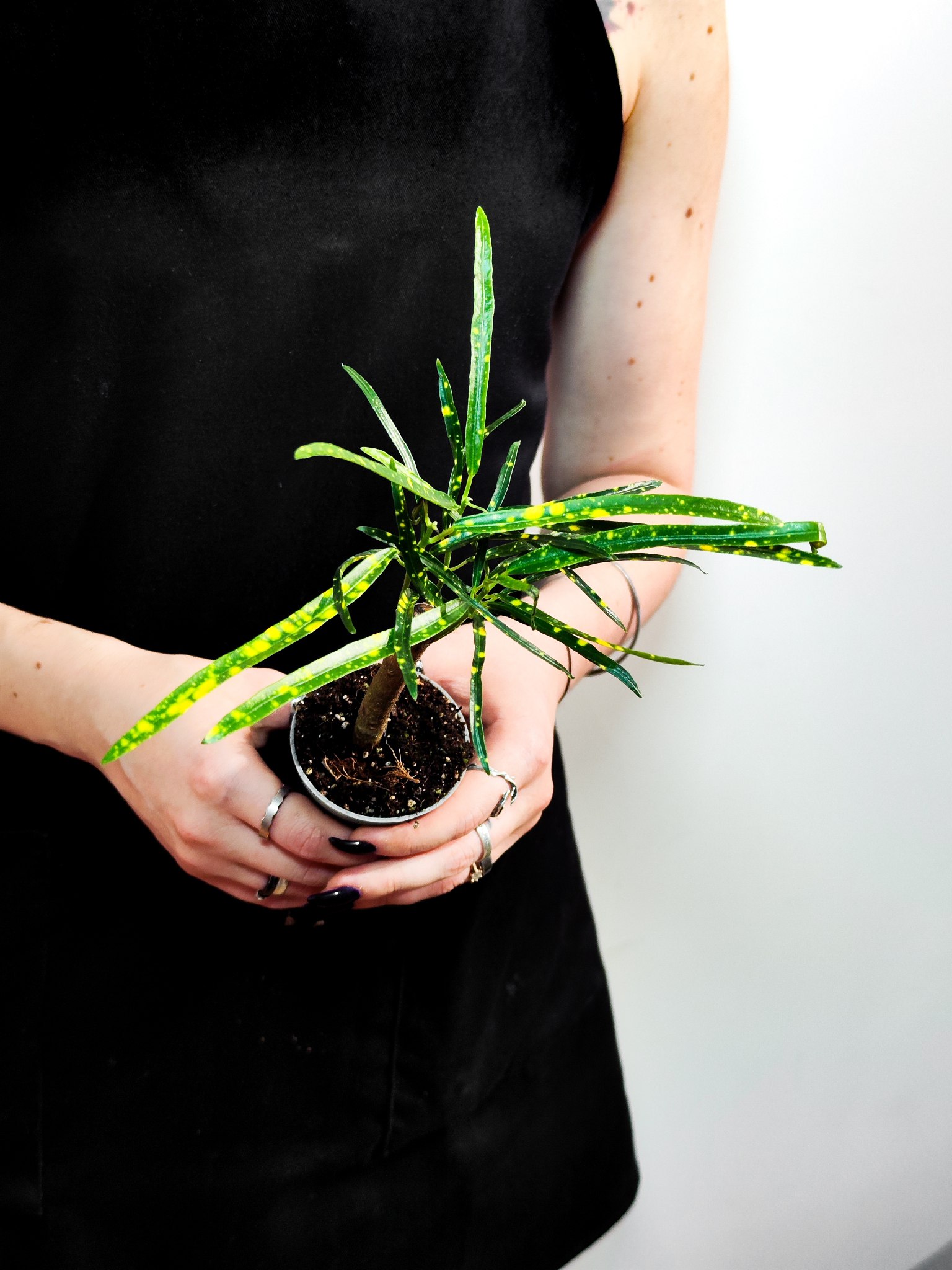 Кодиеум Пиктум (Codiaeum Pictum) D6см