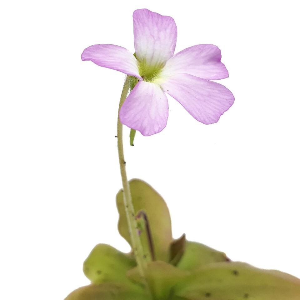 Жирянка Гватемала (Pinguicula Guatemala) D9см