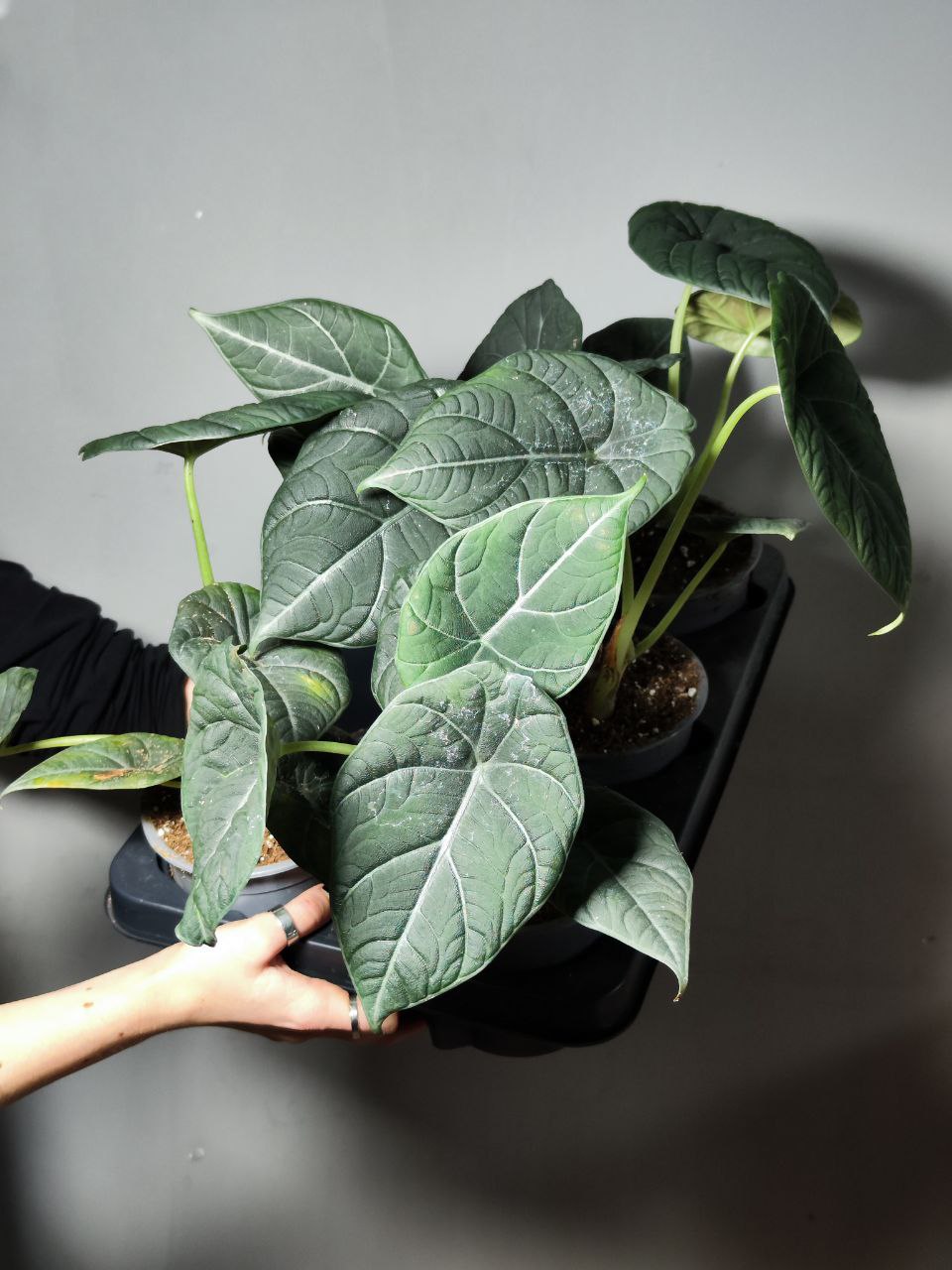 Алоказия Махарани, или Алоказия Грей Драгон (Alocasia Maharani Grey Dragon) D12см