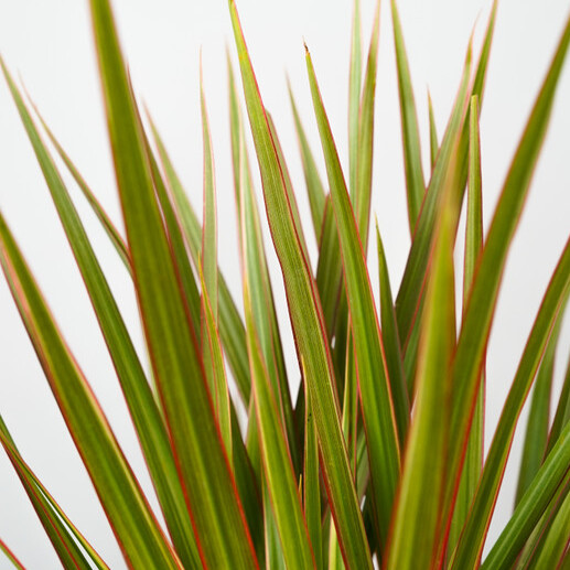 Драцена Маргината Биколор (Dracaena Marginata Bicolor) D6см