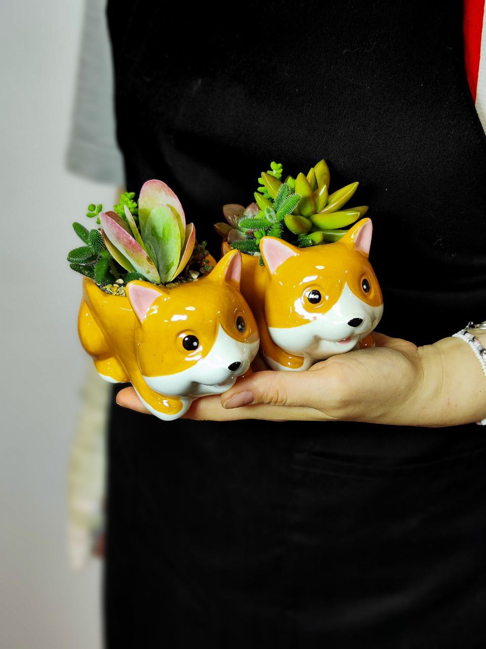 Мини сад "Корги" с суккулентами
