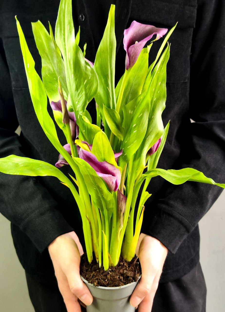 Зантедеския Фиолетоая (Zantedeschia Purple) D12см