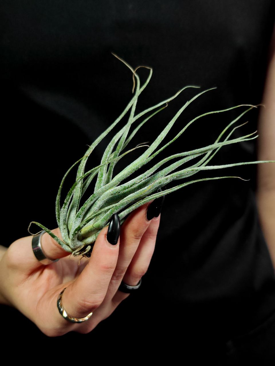 Тилландсия Элерсиана (Tillandsia Ehlersiana)