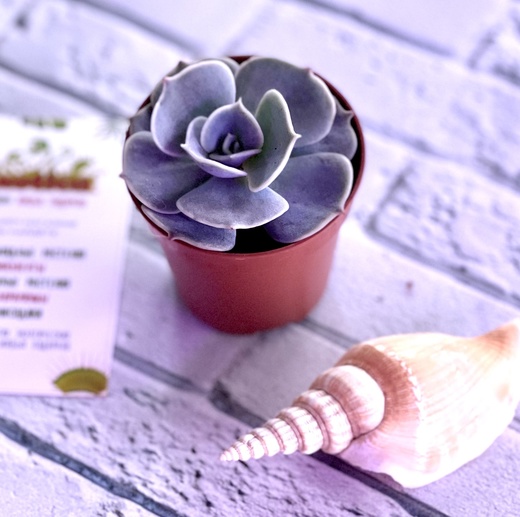 Эхеверия Риниони (Echeveria Runyonii) D5см