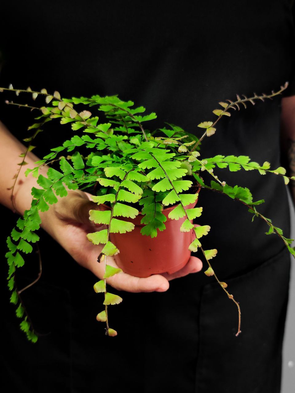 Папоротник Адиантум Хвостатый (Adiantum Caudatum) D8,5см