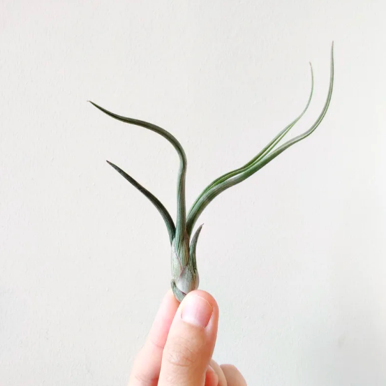 Тилландсия Псевдобалей (Tillandsia Pseudobaileyi)
