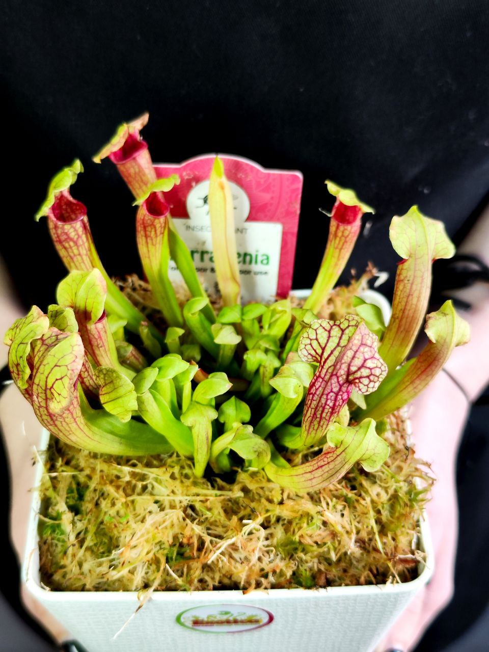 Саррацения Фиона (Sarracenia Philadelphia) пересаженная D12см