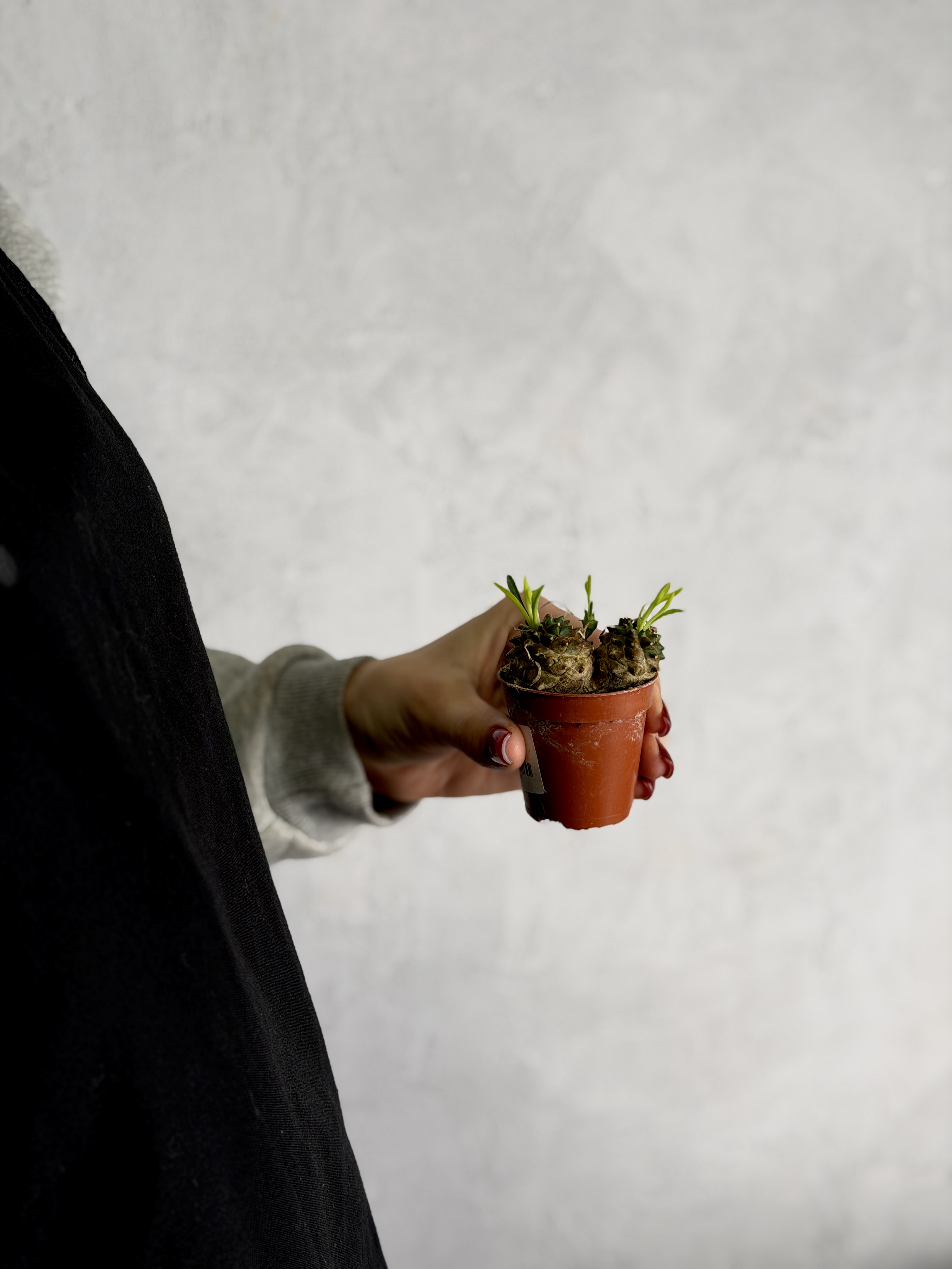 Эуфорбия Буплеурифолията (Euphorbia Bupleurifolia) D5см