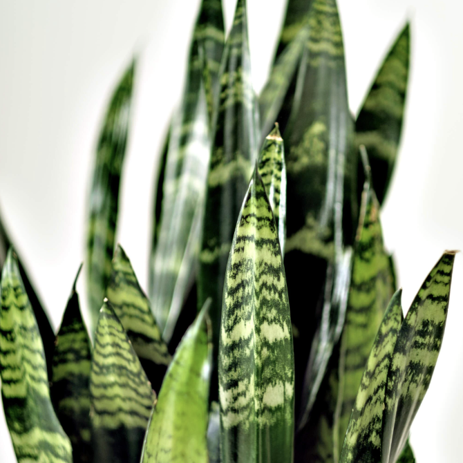Сансевиерия Блэк Корал (Sansevieria Black Coral) D7см