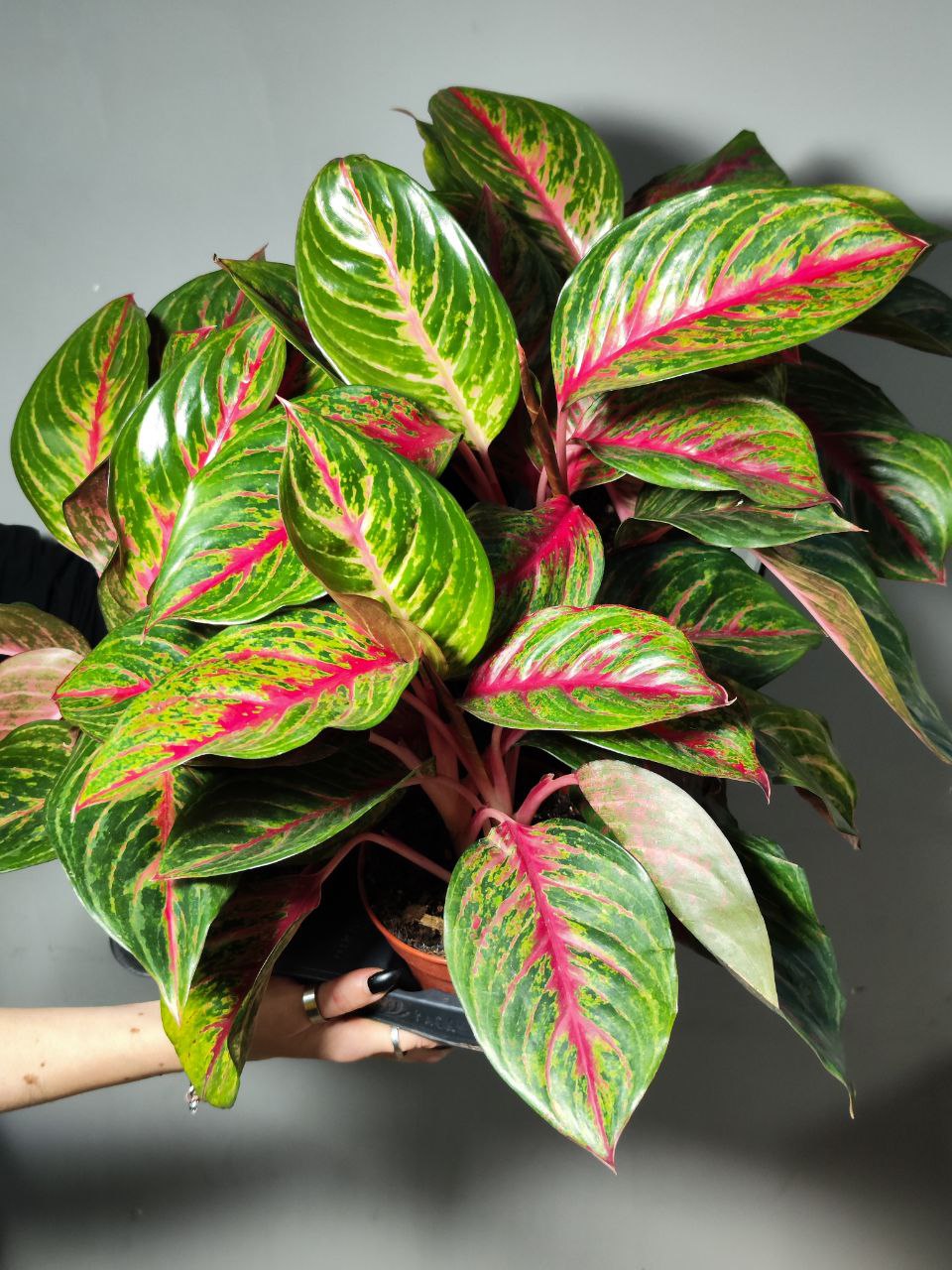 Аглаонема Парадиз Ред (Aglaonema Paradise Red) D12см