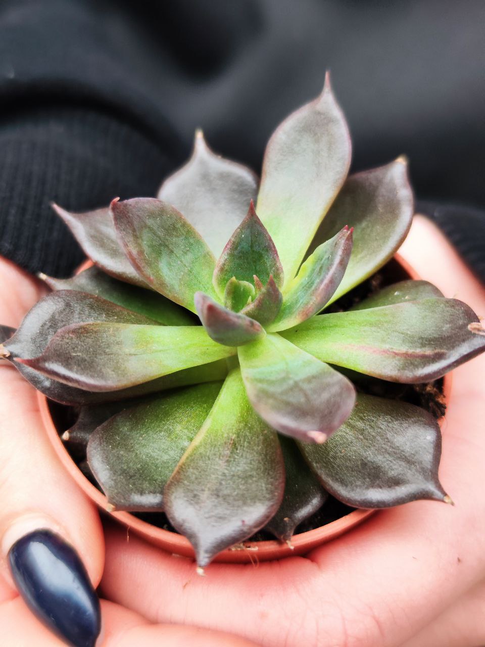 Эхеверия Черный Принц (Echeveria Black Prince) D5см