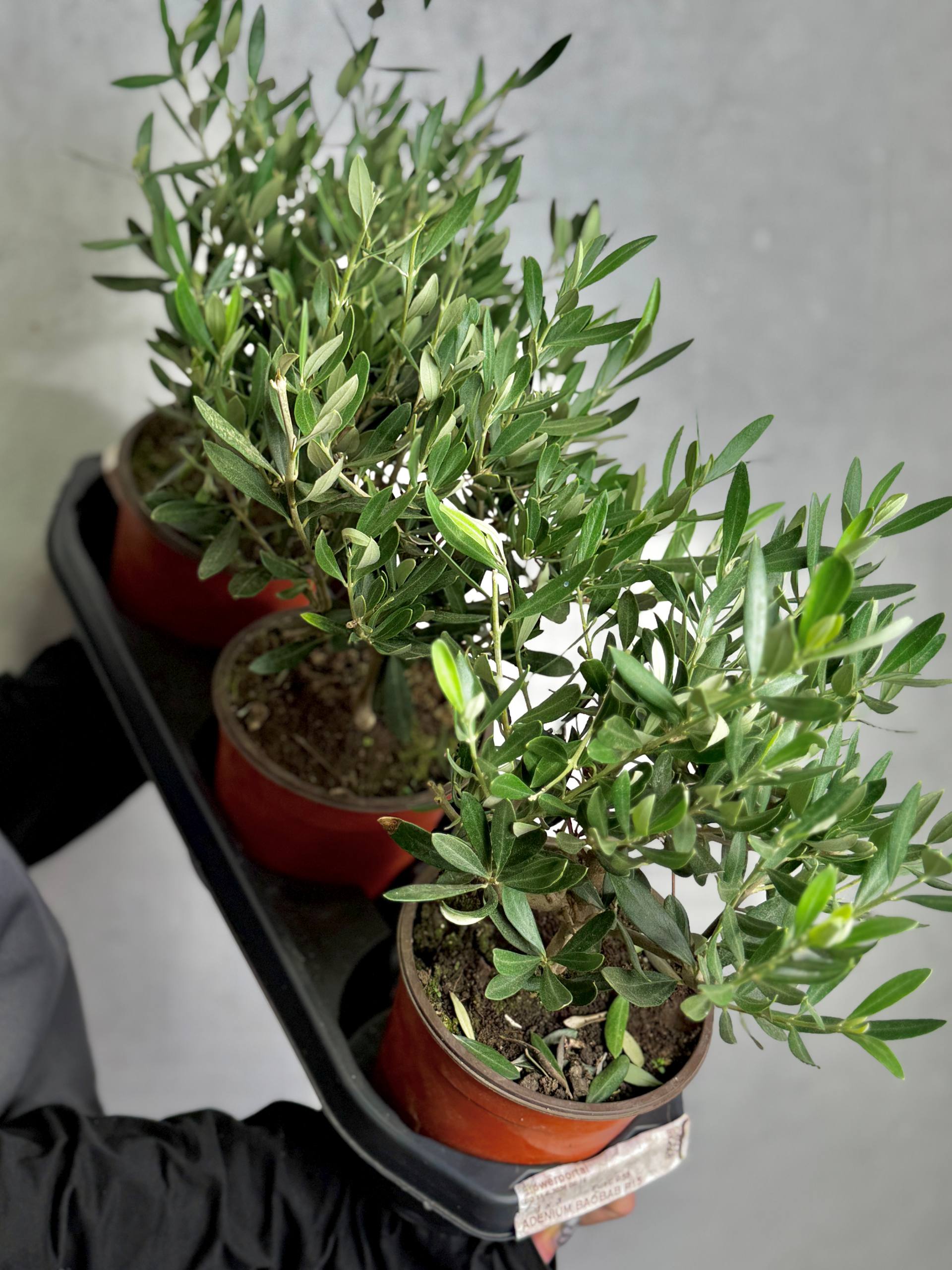 Олива европейская, или Оливковое дерево (Olea Europaea Bush) D15см