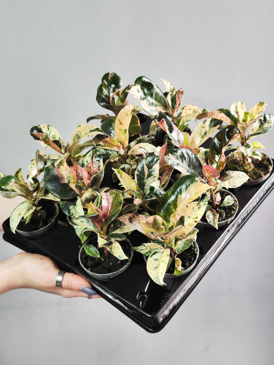 Фикус Эластика Шривериана Муншайн (Ficus Elastica Shivereana cv Moonshine) D6см