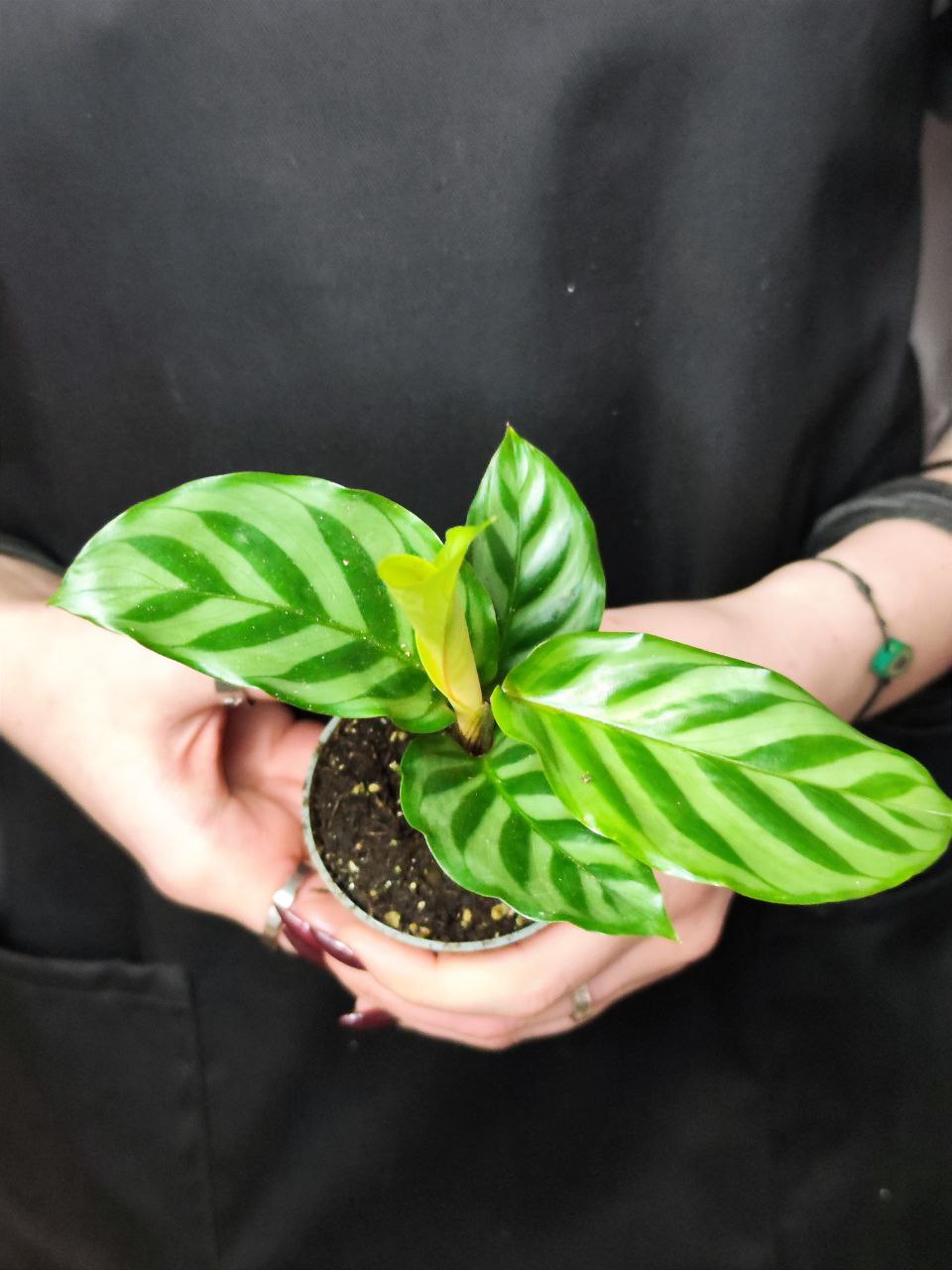 Калатея Фредди (Calathea Freddie) D6см