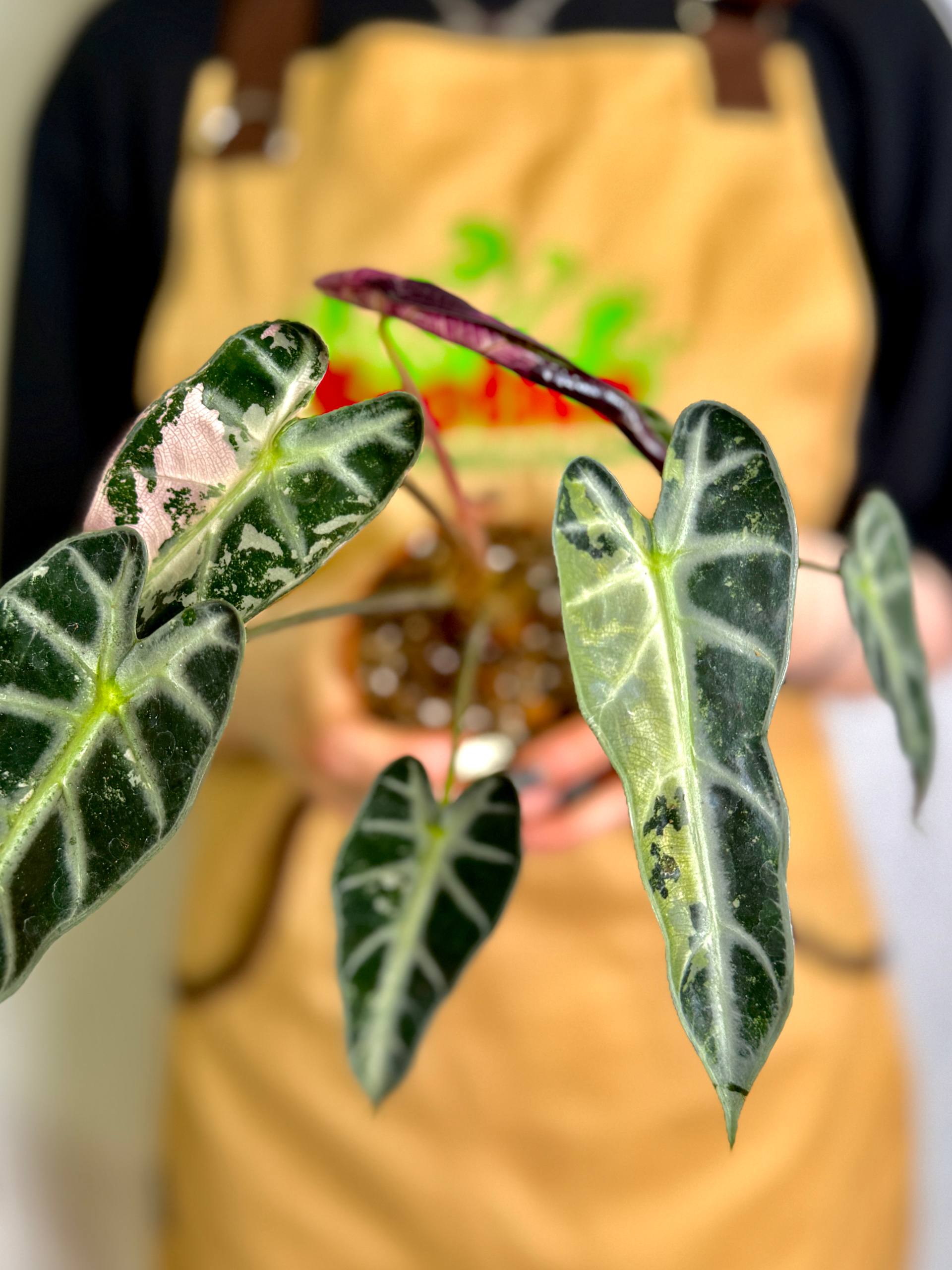 Алоказия Бамбино Пинк Вариегатная (Alocasia Bambino Pink Variegata) D10см